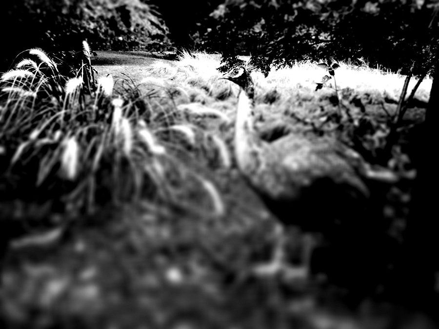 Hidden Lifeforms