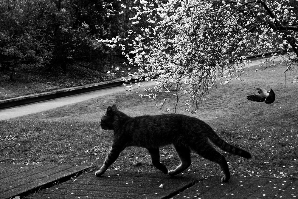 Gato da Gulbenkian