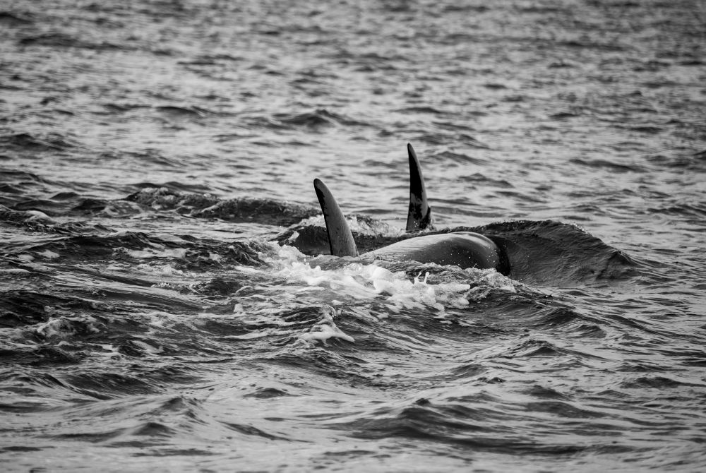 Orcas