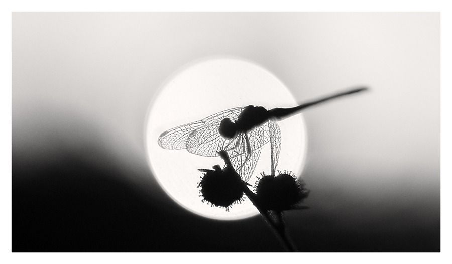 A Dragon In The Spotlight