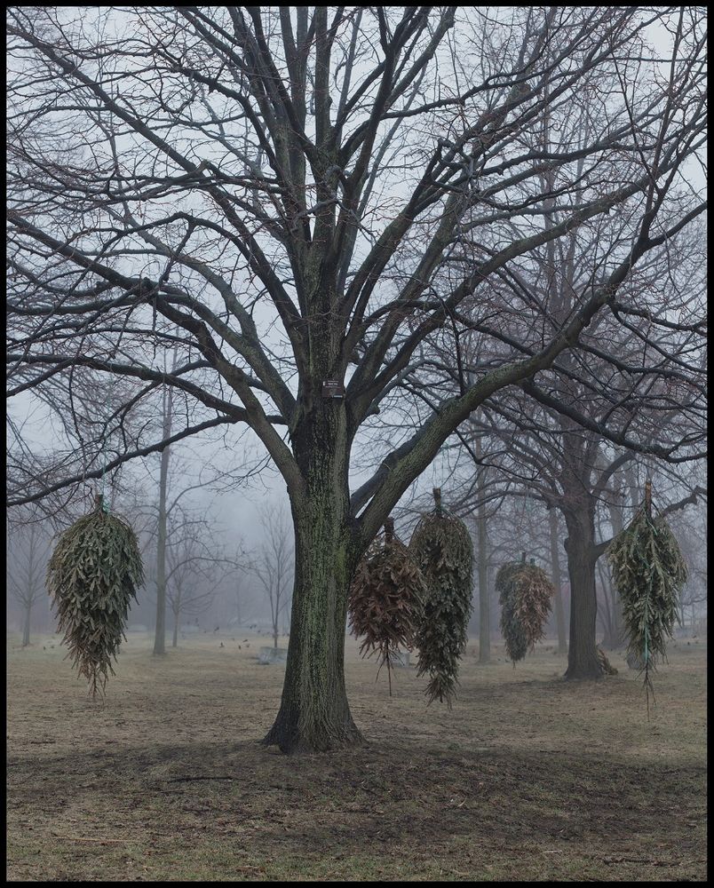 Invasive Species 