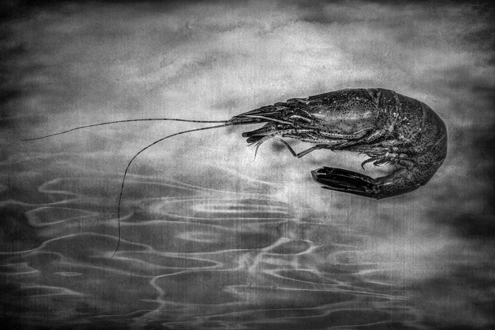 Nathan Verstraete How much is the fish LensCulture