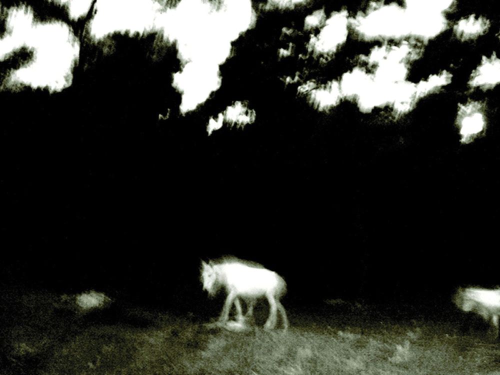 Traces Within