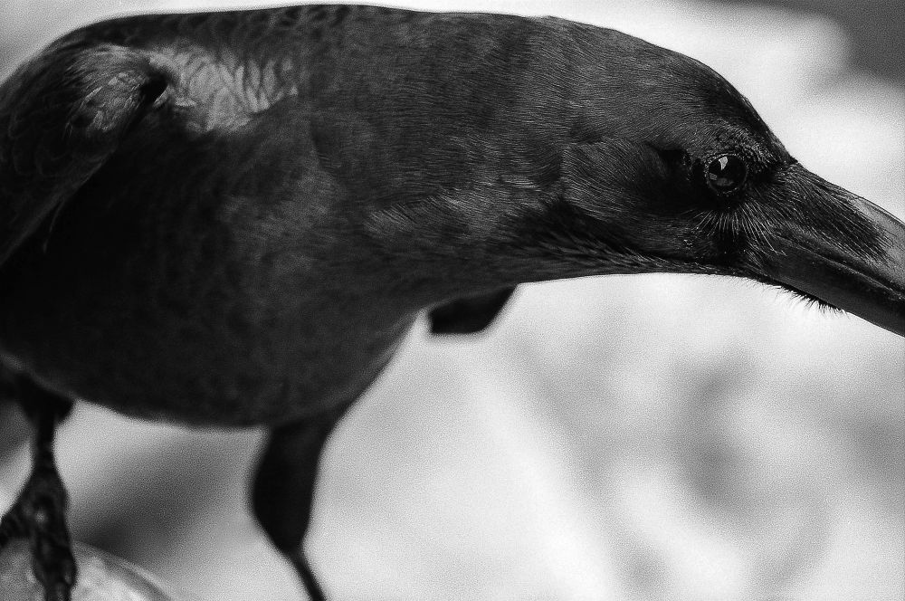鴉都　BLACK BIRD LAND (2019)