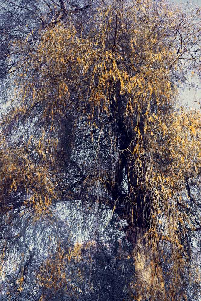 Into The Woods 