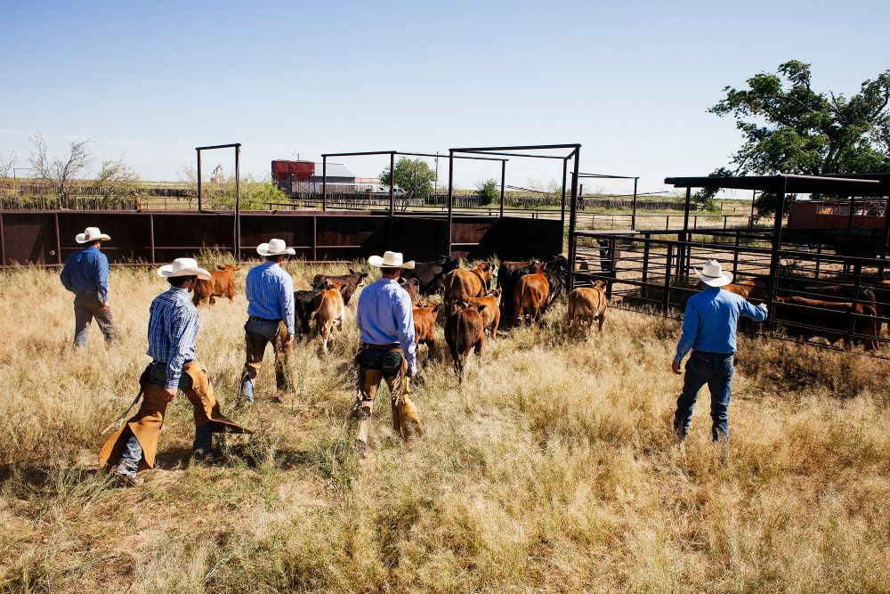 Cowboy Life
