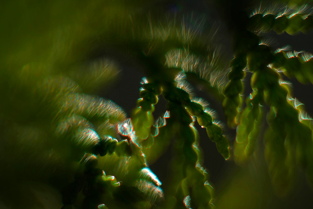 Abstractions of life forms, Part 2