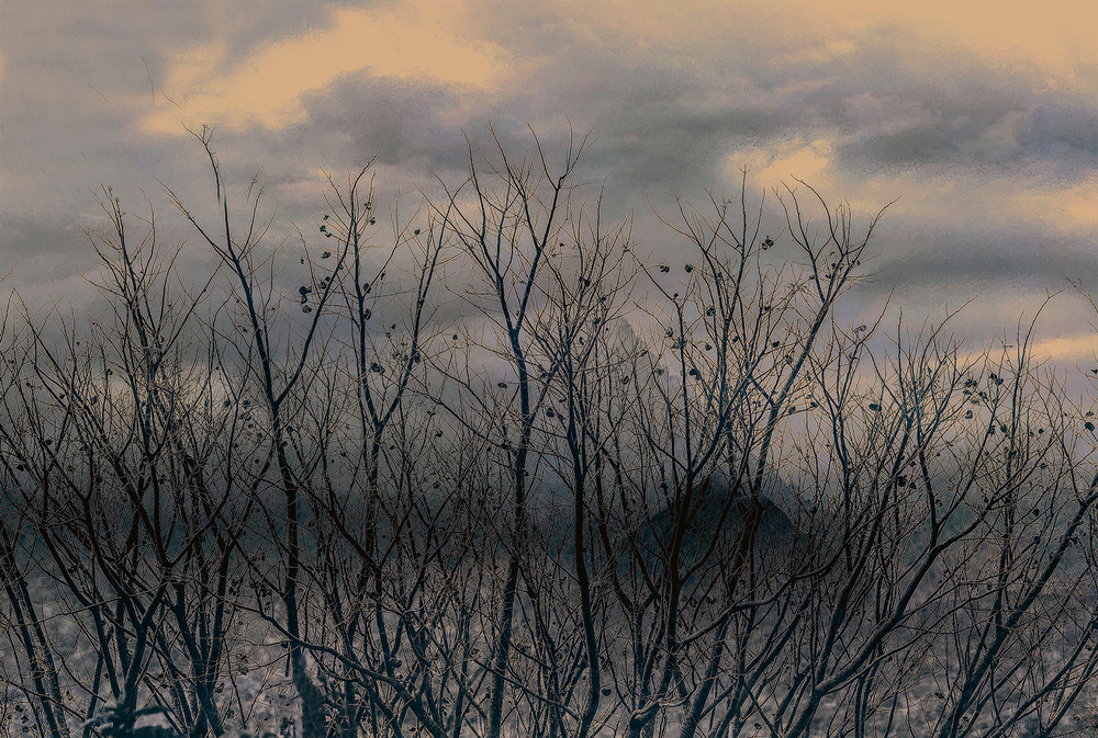 Atala's Paradise-The Fantastic Forest