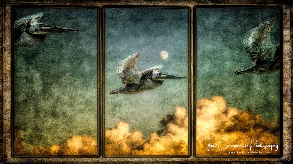 The pelicans and the Bumble Bee with their surreal friends