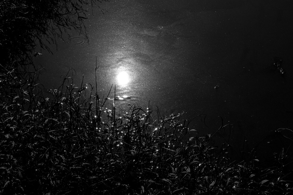 Waiatarua Wairepo (1) - (Waiatarua Wetlands)