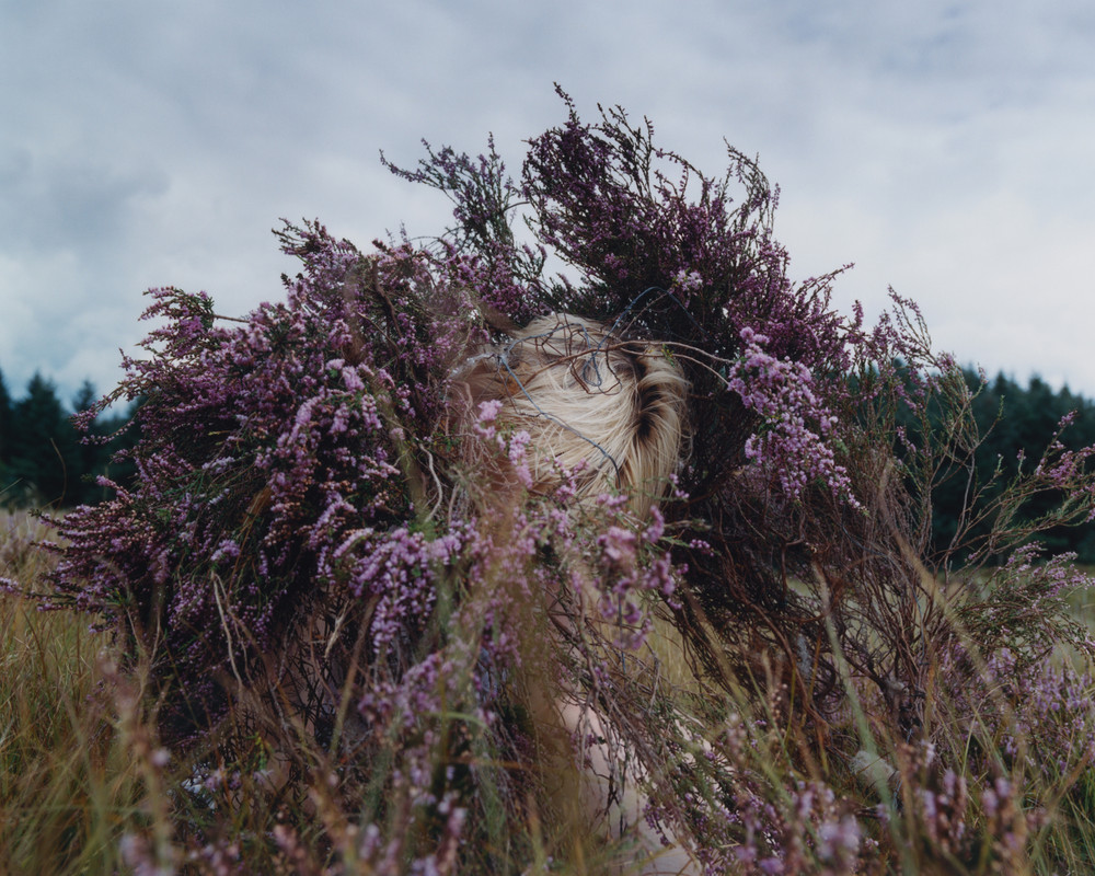 Charly in the heather. © Camille Lemoine