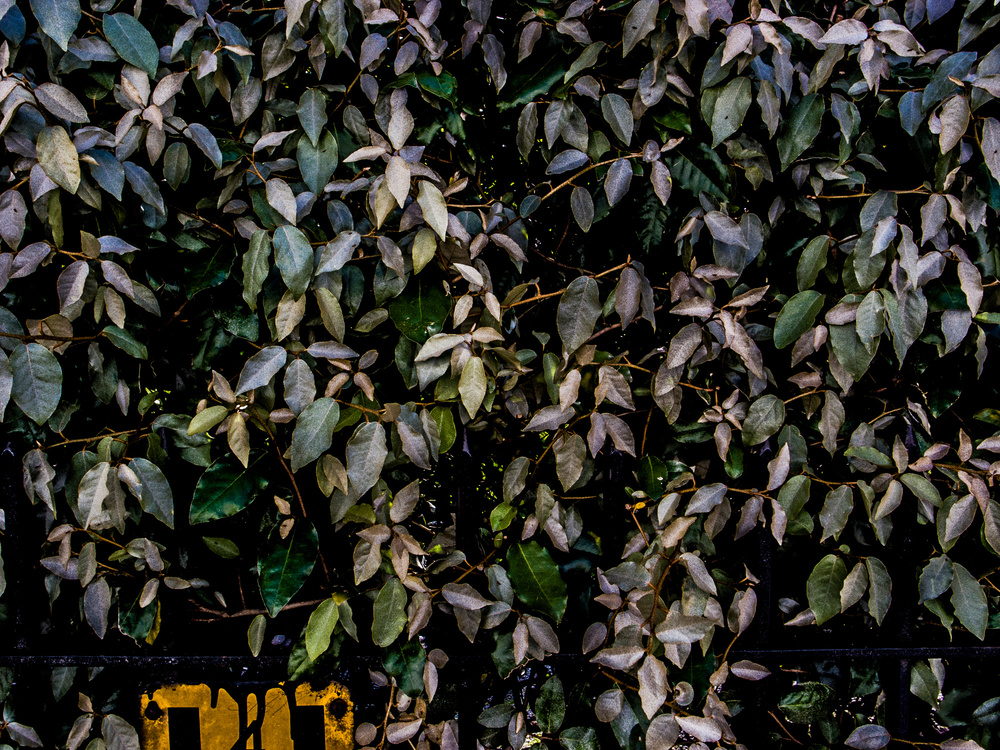 Plants