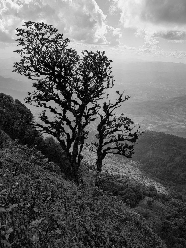 Kiewmaeparn Trail: Doi Inthanon Thailand