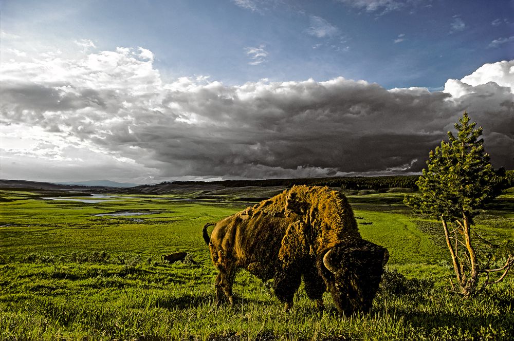 Landscapes