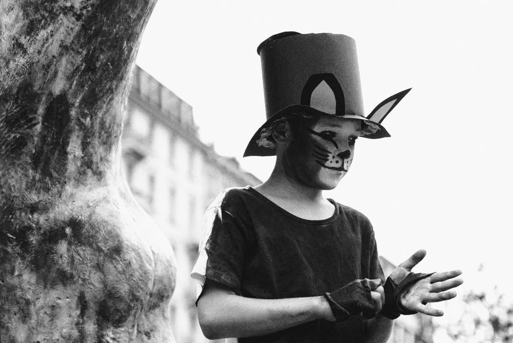 Cats