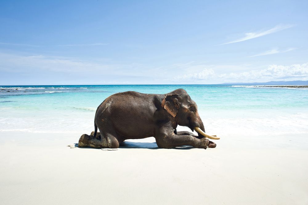 PRAYING GANESH