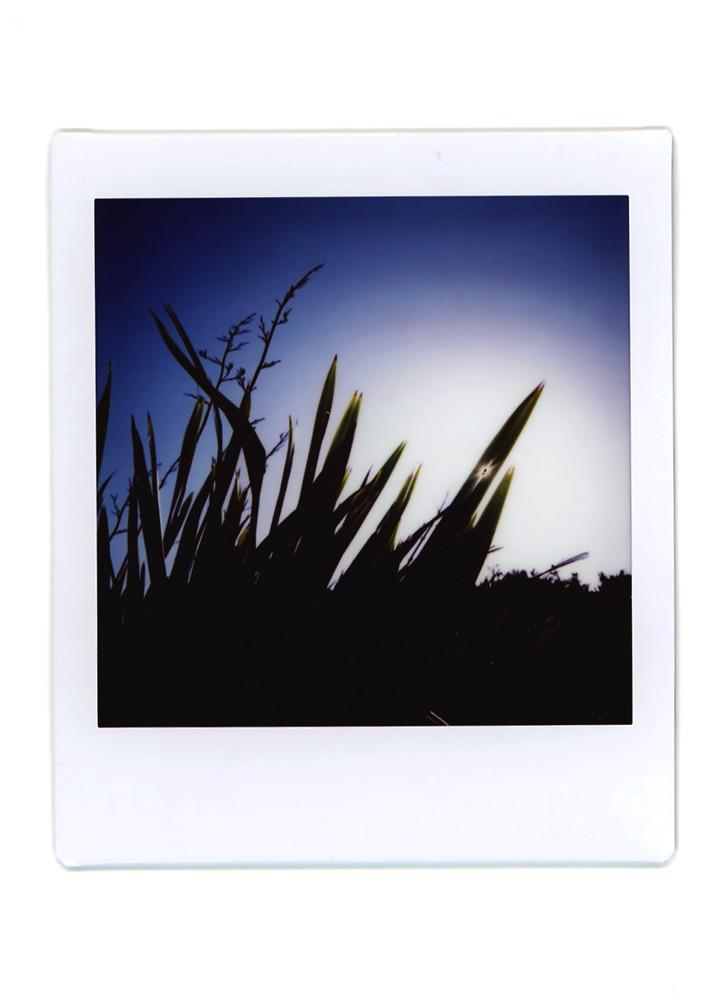 Waiatarua Wairepo Polaroids (1) - (Waiatarua Wetlands)