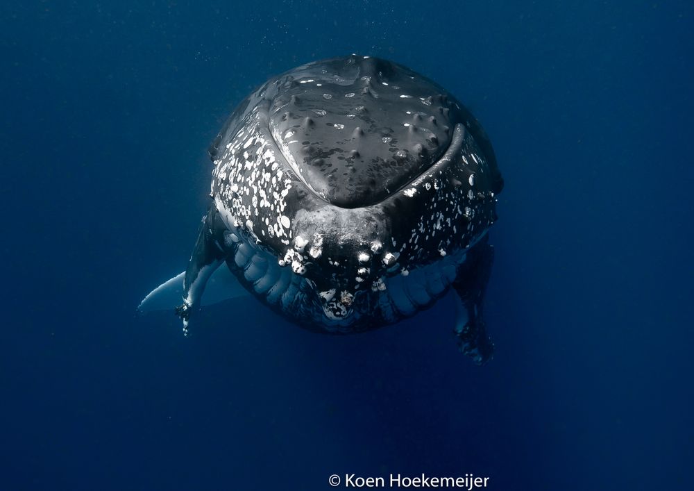 Underwater, whales and orcas