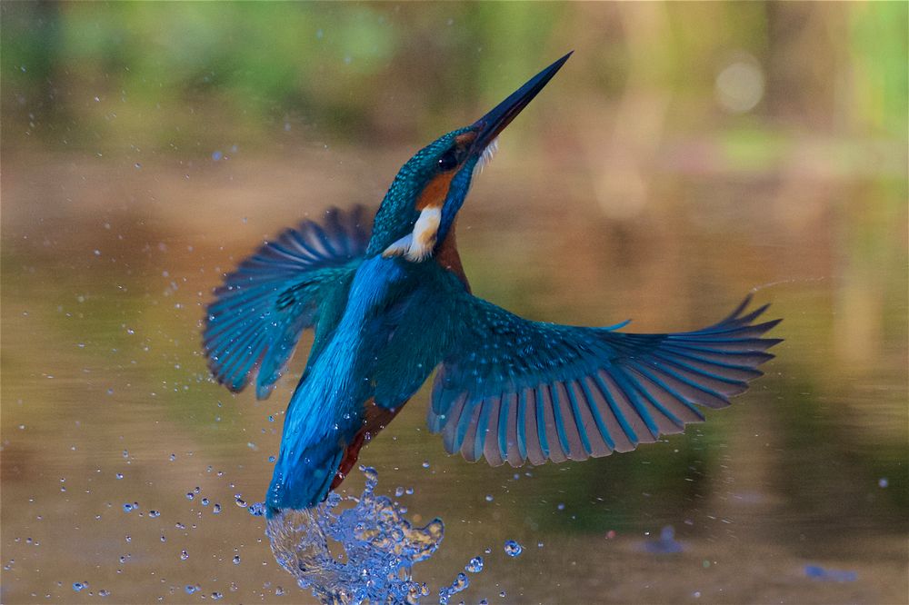 Unforgettable Wildlife Encounters