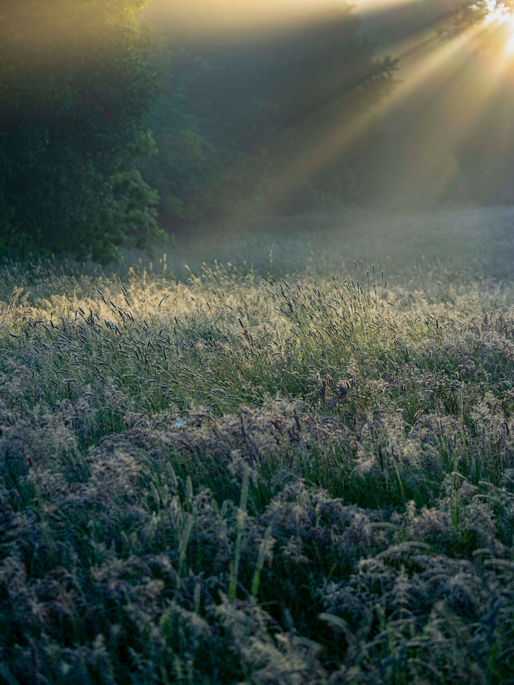 Tales from a Meadow