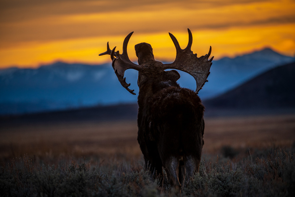 Portraits of Wild Moose