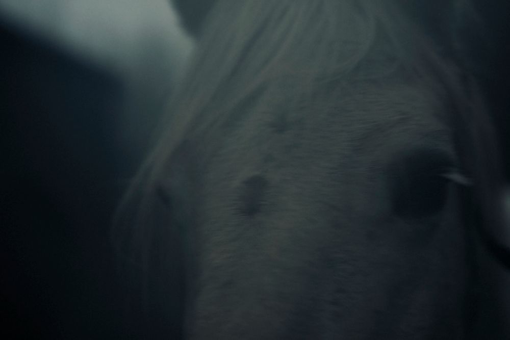 White Horses