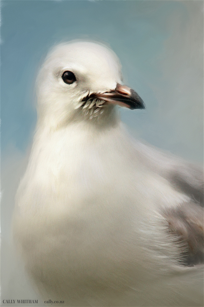 Gull