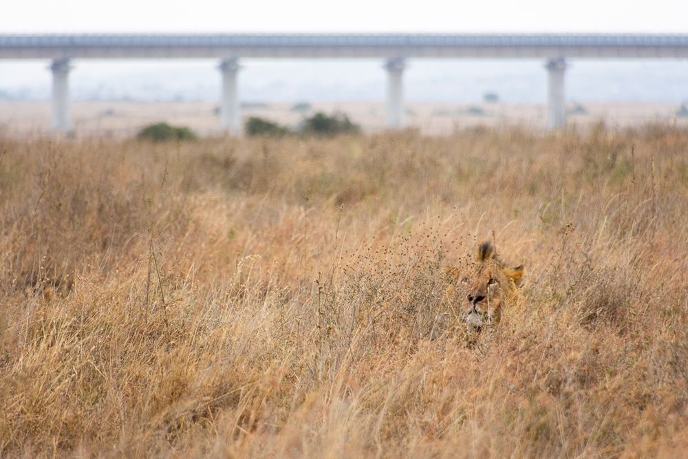 Nairobi National Park