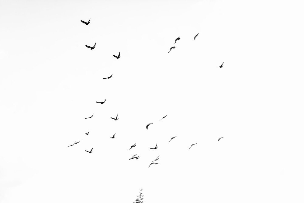 Monochrome