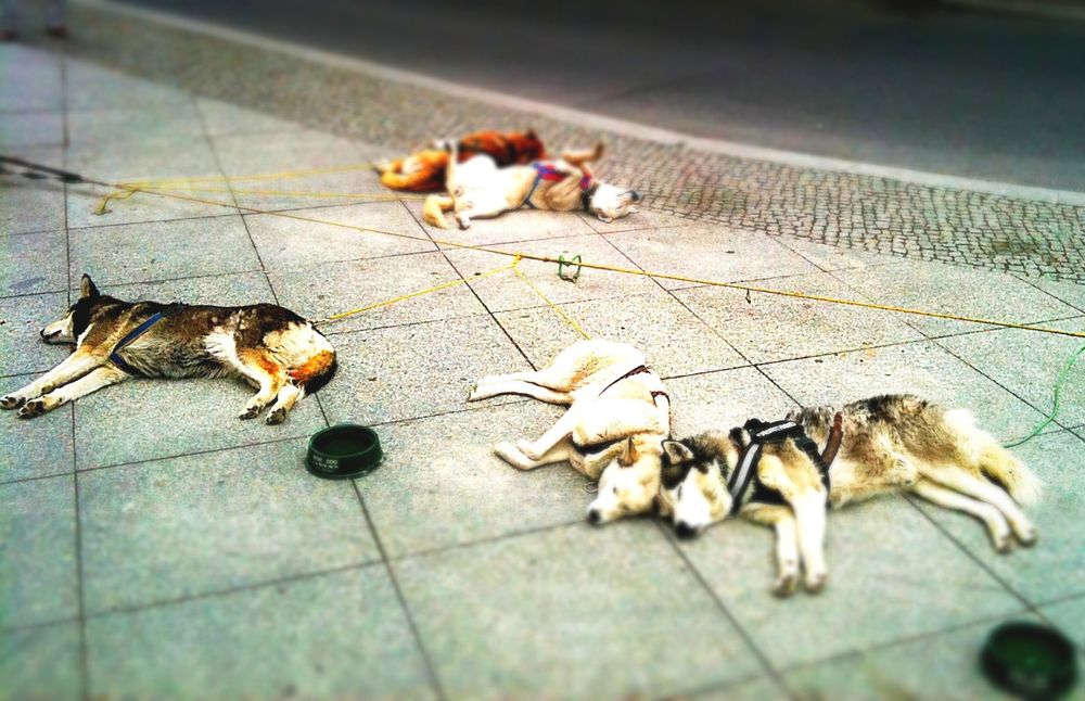 The Unbearable Lightness of iPhone Photography
