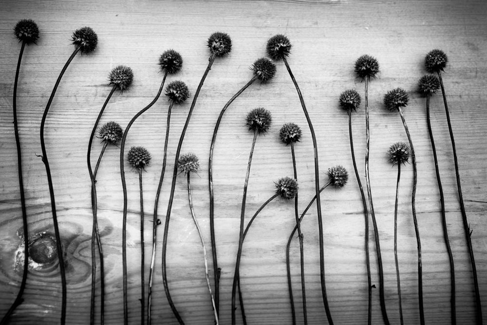 The passion of a flower