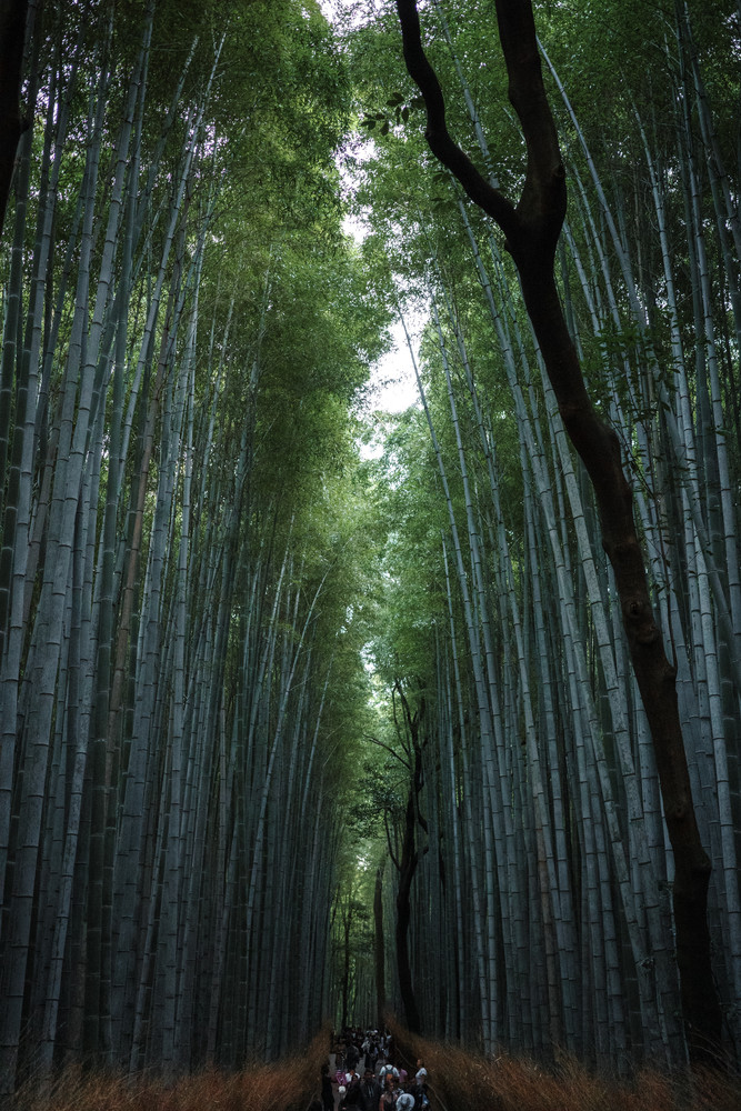 Through the heart of Japan