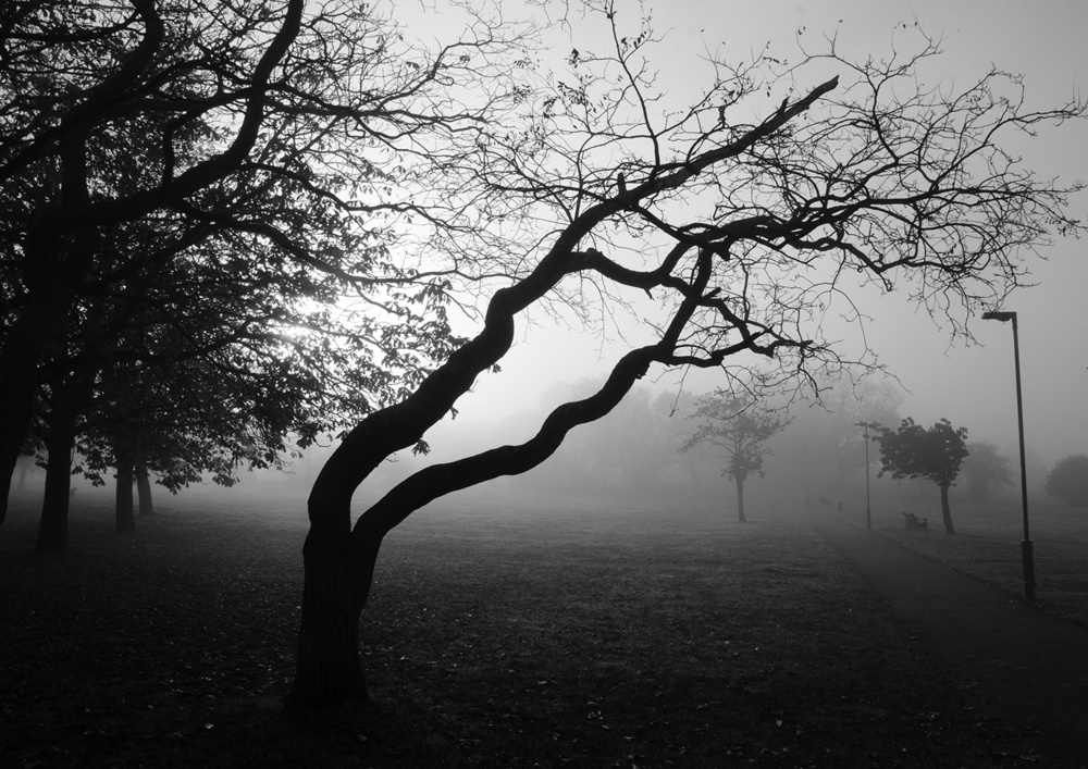 Fog