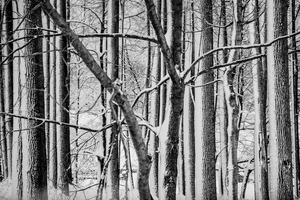 Tree Pattern