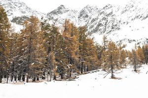 WinterGold