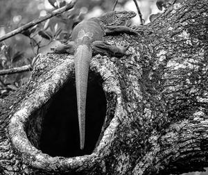 Hanging out (Wilpattu National Park, Sri Lanka)