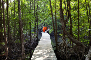 Koh Kong, Cambodia. Jan 2013. Buddhist monks in a mangrove forest in Koh Kong province, “The wild West”. This region was completely isolated from the rest of the country till 2008. Privatization of large areas, rampant corruption, illegal logging are making the country’s development unsustainable.