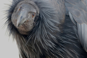 CONDOR DOLLY BESEECHING GAZE  ©Janice Tieken. All rights reserved.