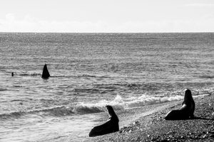Orcas