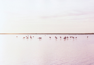 from the series mm’s
