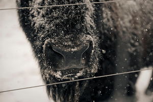 American Bison