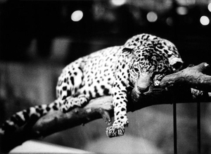 Panther