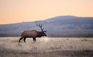 'Elk'