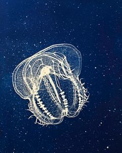 Ctenophore