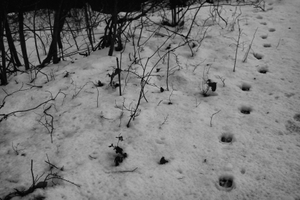 HIDDEN FOREST - Something is moving beside you, unseen