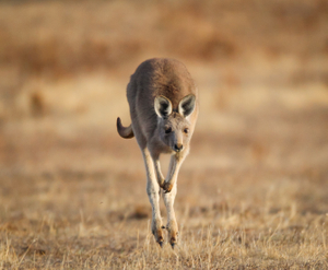 KANGAROO