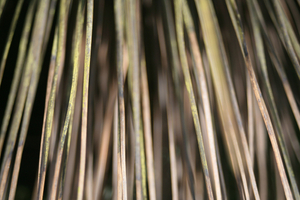 Palm rain