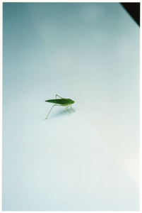 A grasshopper on a Toyotas Prius / Nagasaki, 2013