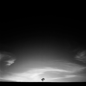 Lone Tree, Hunter Valley, Australia