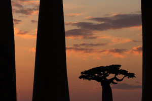 Baobab Sunrise ©Albert Normandin
